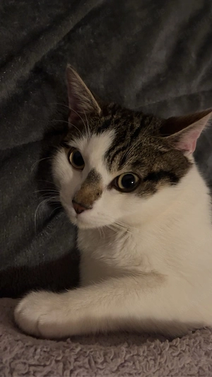 kater zu verschenken 