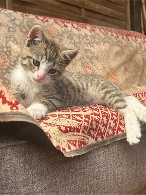 kleiner süßer Kater