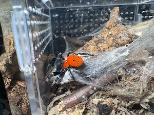 2.0 Eresus Walckenaeri adult Bild 2