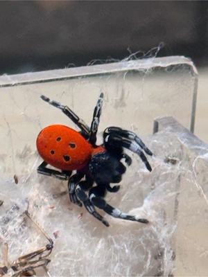 2.0 Eresus Walckenaeri adult Bild 3