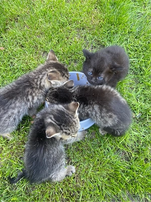 Katzen Babys  Bild 5