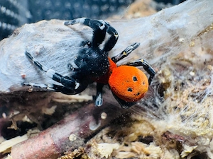 2.0 Eresus Walckenaeri adult