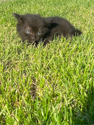 Katzen Babys  Bild 4