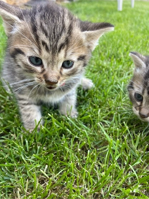 Katzen Babys 