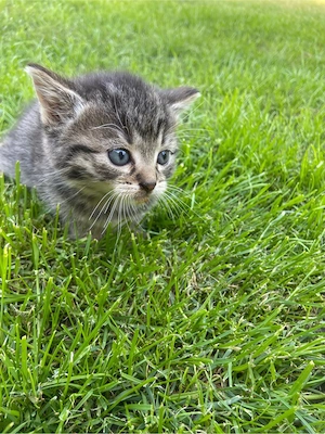 Katzen Babys  Bild 3