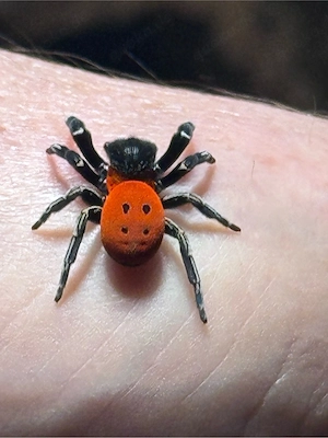 2.0 Eresus Walckenaeri adult Bild 4