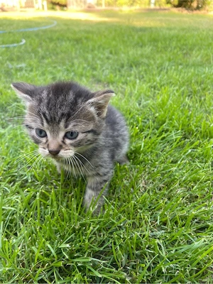 Katzen Babys  Bild 2