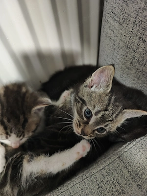 Verkaufe ab Juli drei süße katzenbabys