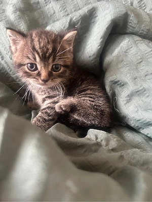 britisch kurzhaar katzen Bild 4
