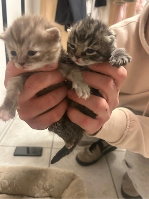 britisch kurzhaar katzen Bild 2
