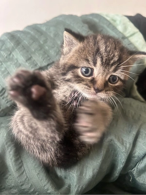 britisch kurzhaar katzen Bild 3