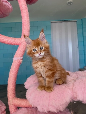 Sozialisierte Maine-Coon-Kitten (männlich und weiblich)