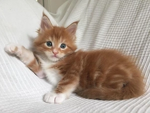 reinrassigen Maine Coon Kitten's  Bild 2