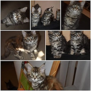 reinrassigen Maine Coon Kitten's 