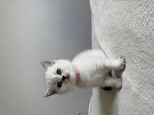 BKH Kitten, Britisch Kurzhaar 