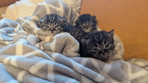 Katzenbabys 