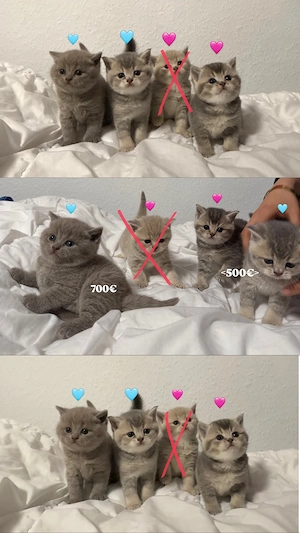 Reinrassige British Kurzhaar Kitten 
