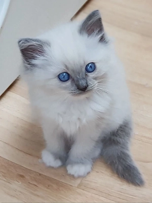 Heilige Birma Perser Kätzchen, 2 Jungs suchen noch! cats, Katzen, Kater