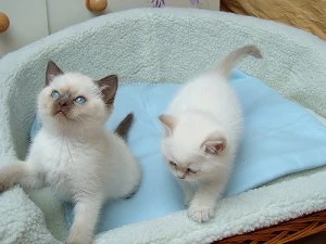 Ragdoll-Katzen. Ab Sonntag bereit zur Abgabe   bereits geimpft und tierärztlich untersucht.