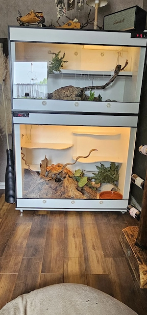 3 Kornnattern mit Terrarium abzugeben
