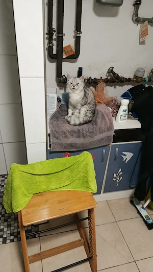 britische Kurzhaar silber 5  Monate  Bild 3