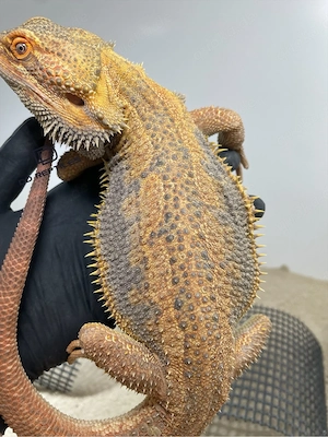 Bartagamen Männchen (Pogona vitticeps) Hypo Dunner high blue Tiger USA IMPORT PROVEN BREEDER
