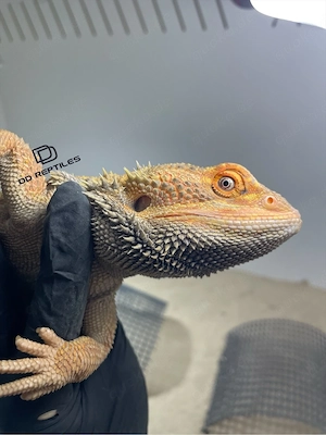 Bartagamen Männchen (Pogona vitticeps) Hypo Dunner high blue Tiger USA IMPORT PROVEN BREEDER Bild 3