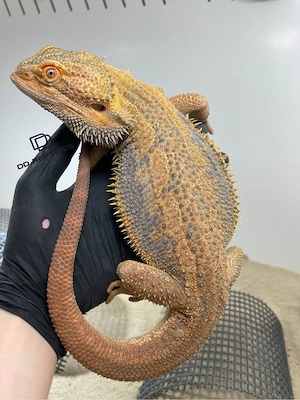 Bartagamen Männchen (Pogona vitticeps) Hypo Dunner high blue Tiger USA IMPORT PROVEN BREEDER Bild 2