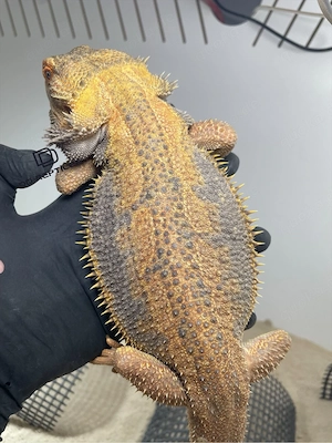 Bartagamen Männchen (Pogona vitticeps) Hypo Dunner high blue Tiger USA IMPORT PROVEN BREEDER Bild 5