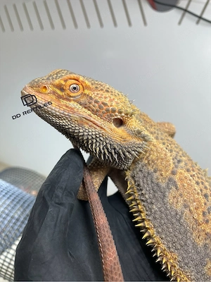 Bartagamen Männchen (Pogona vitticeps) Hypo Dunner high blue Tiger USA IMPORT PROVEN BREEDER Bild 4