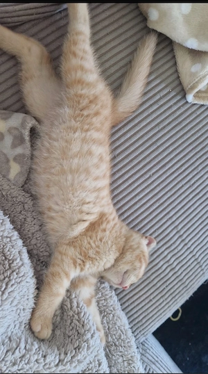 BKH kitten