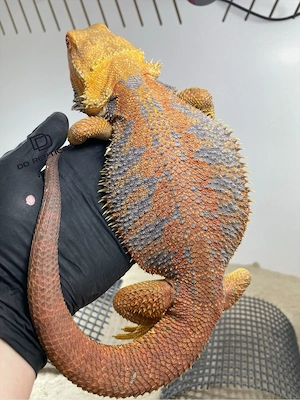 Bartagamen Männchen (Pogona vitticeps) Orange Hypo HIGH blue Tiger adult proven breeder