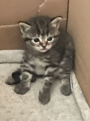 Eine sehr saubere Katze.