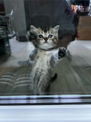 BKH Britisch Kurzhaar Kitten Babys 
