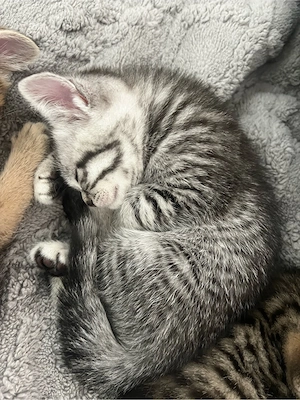 BKH Britisch Kurzhaar Kitten Babys 