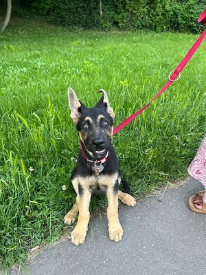 Deutscher Schäferhund