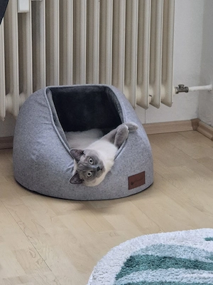 1 Jähriger männlicher British Kurzhaar Soma sucht neues Zuhause Bild 6