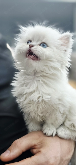 BKH Kitten Junge 