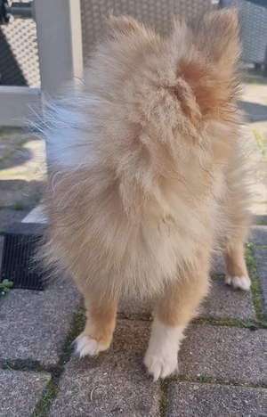 Pomeranian Zwergspitz Bild 2