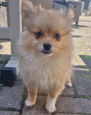 Pomeranian Zwergspitz Bild 4