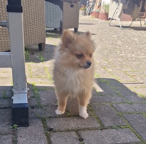 Pomeranian Zwergspitz Bild 3