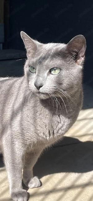 Traumhafter Russisch Blau Deckkater