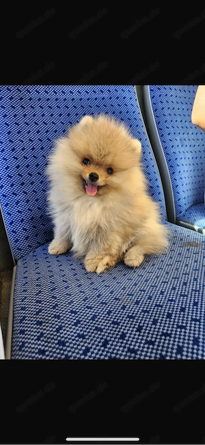 welpen pomeranian