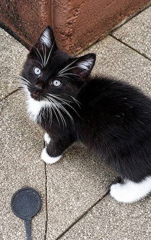 Süße schwarz-weiße Kitten zu verkaufen 