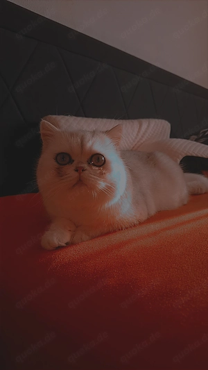 Bkh Kater (1 Jahr)