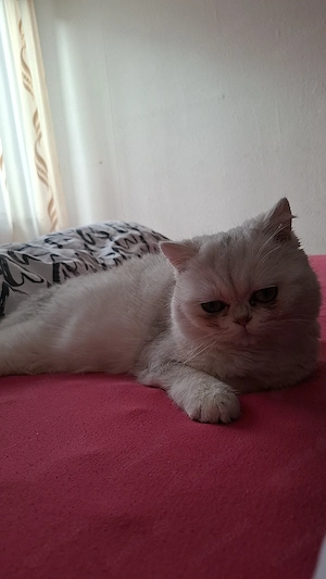 Bkh Kater (1 Jahr) Bild 2