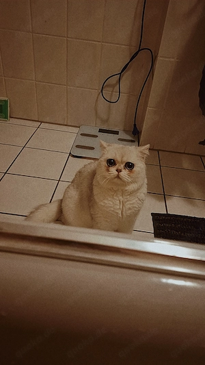 Bkh Kater (1 Jahr) Bild 3