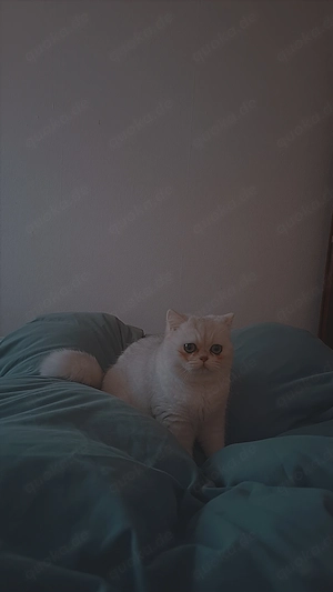 Bkh Kater (1 Jahr) Bild 4