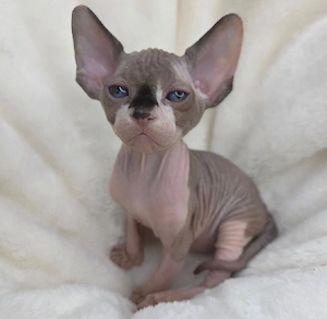 sphynx kitten, ein junge frei