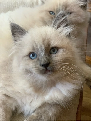 Reinrassige typvolle Ragdoll Kitten Familienkatze blaue Augen blue mitted